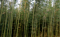 Tonkin Bamboo